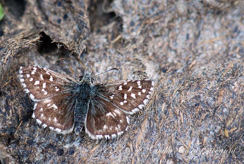 piccola farfalla da identificare